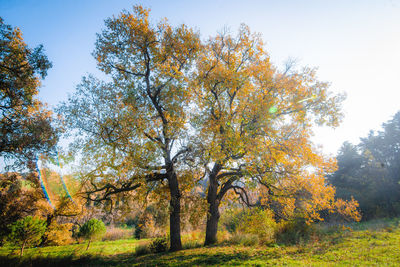 Trees on field against sky during autumn