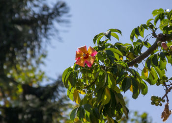 Low angle view of flowering plant against sky