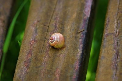 Close-up of snail on wood