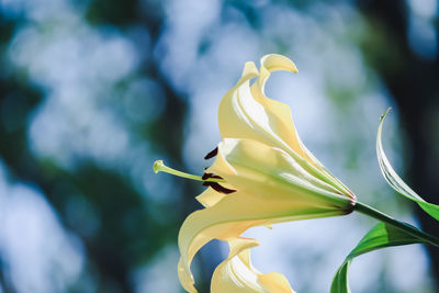 Close-up of yellow flower