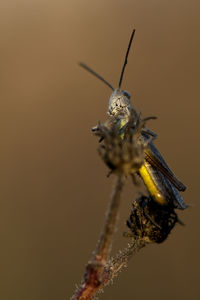 Macro shot of insect