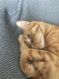 Portrait of cat lying on sofa
