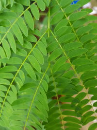 Close-up of fresh green leaves