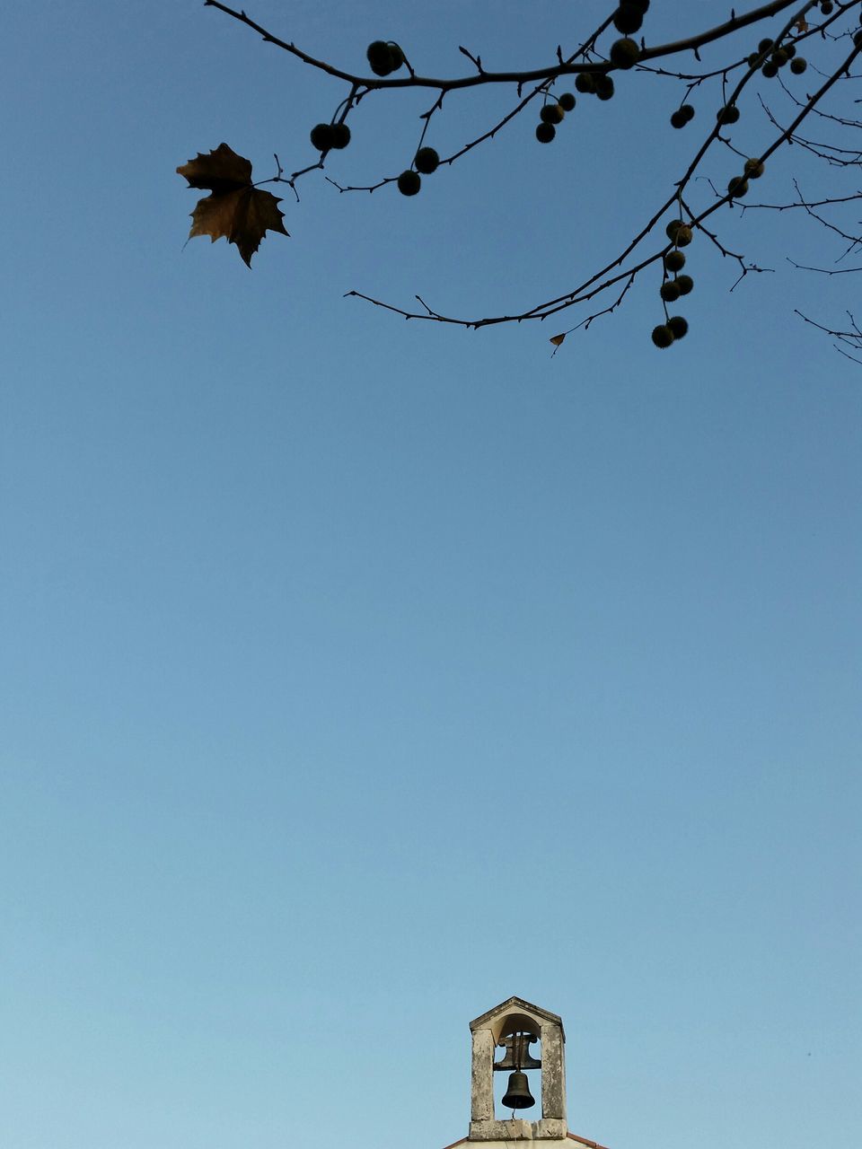 low angle view, clear sky, bird, blue, copy space, building exterior, built structure, flying, high section, animal themes, animals in the wild, architecture, branch, wildlife, tree, day, outdoors, sky, no people, street light