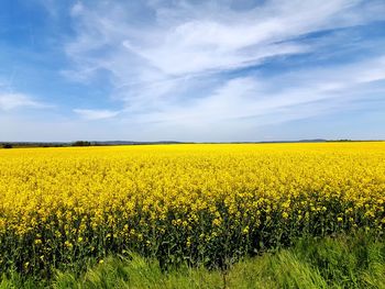 Scenic view of oilseed rape field against sky yellow flower filed blue sky clouds
