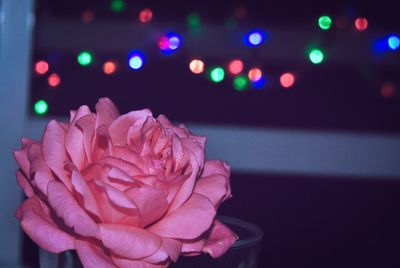 Close-up of red roses