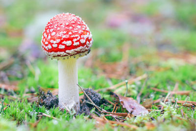 fungus