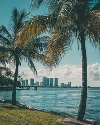 Palm trees by swimming pool against buildings