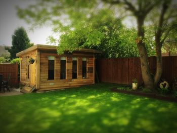 Trees in lawn