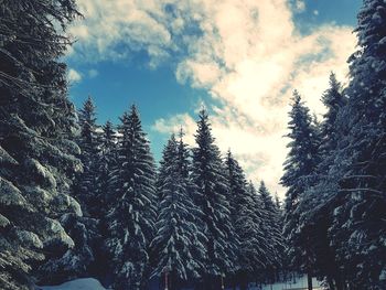 Low angle view of pine trees against sky