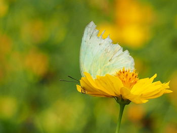 Close-up of butterfly pollinating on yellow flower