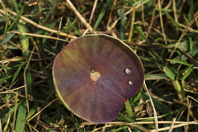 High angle view of leaf on field