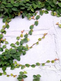 High angle view of ivy growing on wall