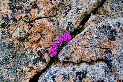 Close-up of flower on rock