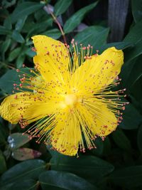 Close-up of yellow flower blooming outdoors