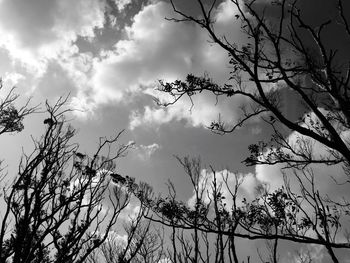 Low angle view of silhouette trees against sky