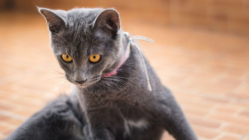 Close-up of cat resting on floor