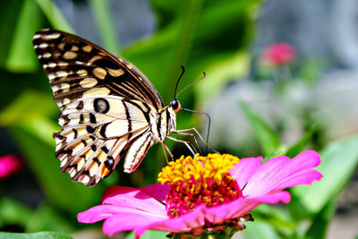 Close-up of butterfly pollinating on pink flower