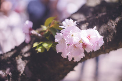 Close-up of pink cherry blossoms in spring