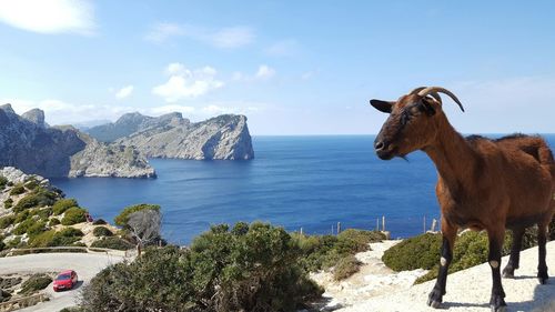 Goat by sea against sky