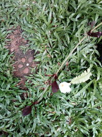 High angle view of vegetables