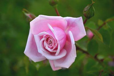 Close-up of pink rose blooming outdoors