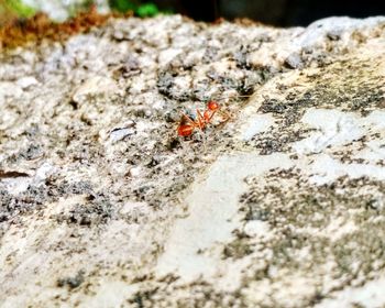 Close-up of ant on rock