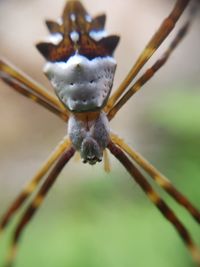 Close-up of plant against blurred background