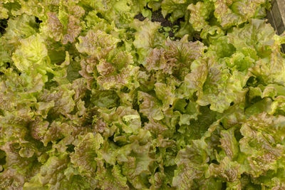 Full frame shot of fresh green plants