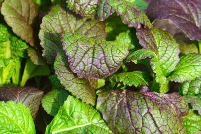 Full frame shot of leaves