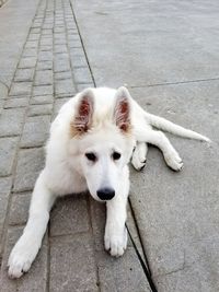 High angle view of dog on footpath