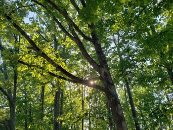 Low angle view of trees in forest