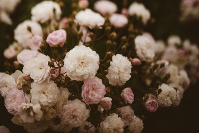 Close-up of flowers