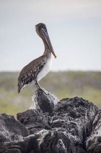 Pelican perching on rock against sky