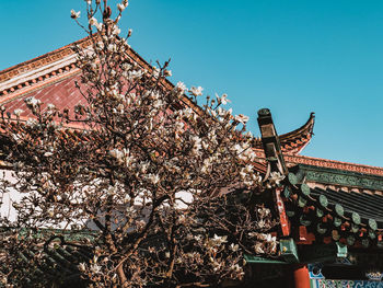 Low angle view of flowering tree by building against clear sky