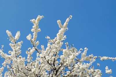 Low angle view of cherry blossoms against blue sky