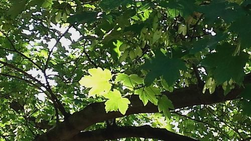 Low angle view of trees