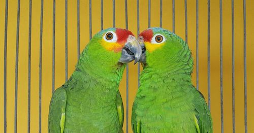 Close-up of parrots in cage