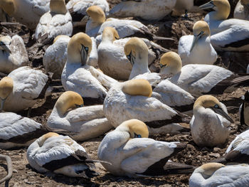 Many cape gannet birds gathered for breeding on bird island, south africa