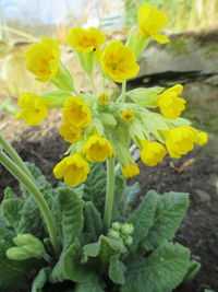 Close-up of yellow flower