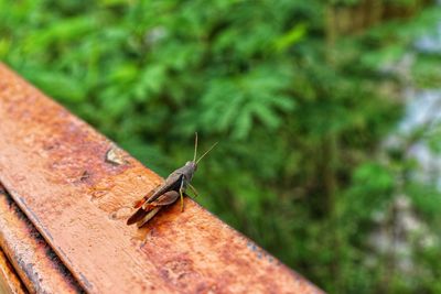 Close-up of insect