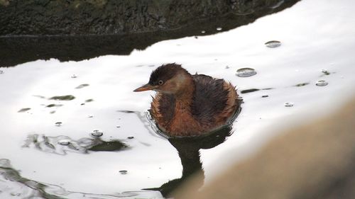 Close-up of swan swimming on lake