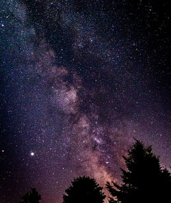 Low angle view of trees against sky at night