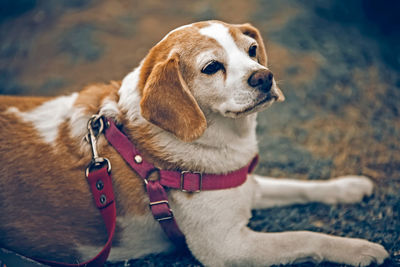 Close-up of dog looking away