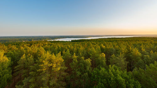 Scenic view of trees against sky during sunset