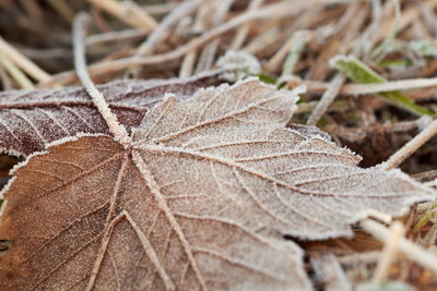 Close-up of dry leaves