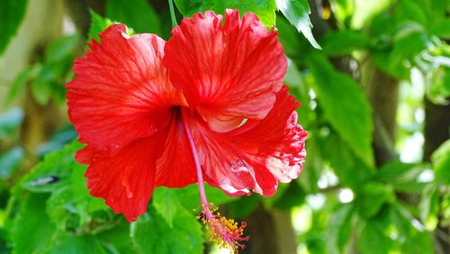 Close-up of red hibiscus blooming outdoors