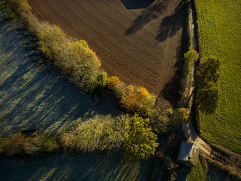 High angle view of trees in forest