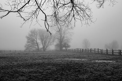 Bare trees on landscape against clear sky