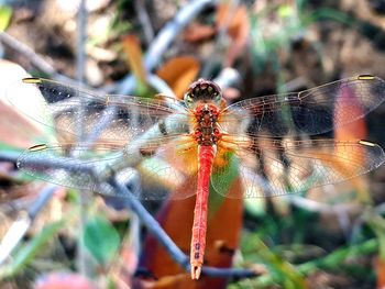 Close-up of dragonfly on plant